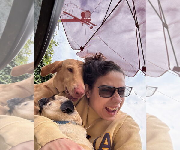 Medium Photo #2 Vizsla Puppy For Sale in Marina Del Rey, CA, USA