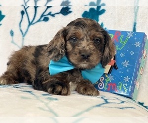 Cocker Spaniel-Poodle (Miniature) Mix Puppy for sale in LAKELAND, FL, USA
