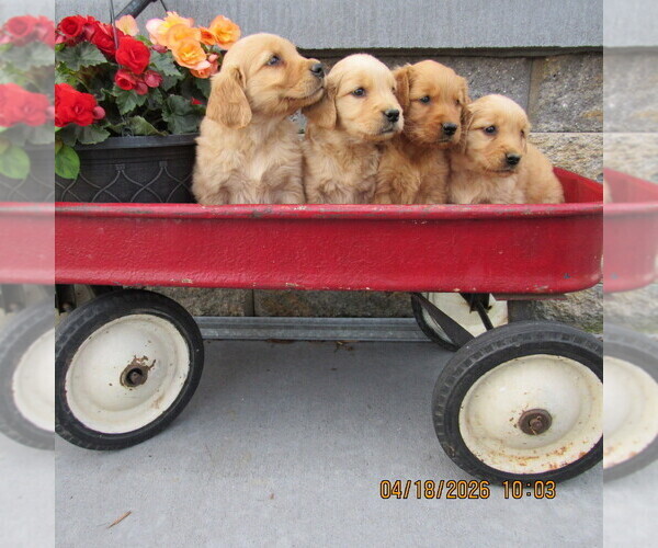 Medium Photo #1 Golden Retriever Puppy For Sale in SINGERS GLEN, VA, USA