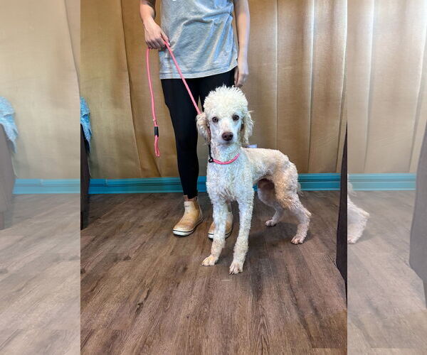 Medium Photo #3 Poodle (Miniature) Puppy For Sale in Pacolet, SC, USA