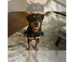 Rottweiler Dogs for adoption in Gilbert, AZ, USA