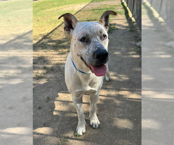 Medium Photo #1 Mutt Puppy For Sale in Riverside, CA, USA