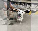 Small Photo #4 American Foxhound-Chow Chow Mix Puppy For Sale in Brooklyn, NY, USA