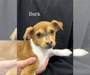 Beagle-Unknown Mix Dogs for adoption in Turlock, CA, USA