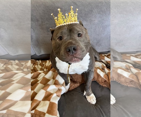 Medium Photo #1 American Pit Bull Terrier Puppy For Sale in Rockaway, NJ, USA