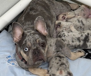 Mother of the French Bulldog puppies born on 04/07/2025