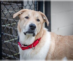 Labrador Retriever-Unknown Mix Dogs for adoption in Dedham, MA, USA