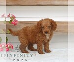 Small #2 Poodle (Miniature)