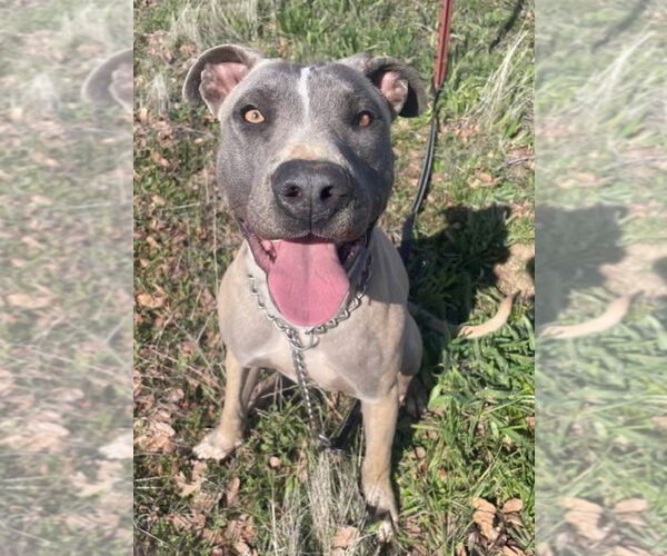 Medium Photo #1 American Staffordshire Terrier Puppy For Sale in Dana Point, CA, USA