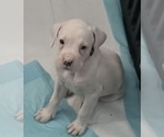 Small Photo #3 Boxer Puppy For Sale in DISPUTANTA, VA, USA