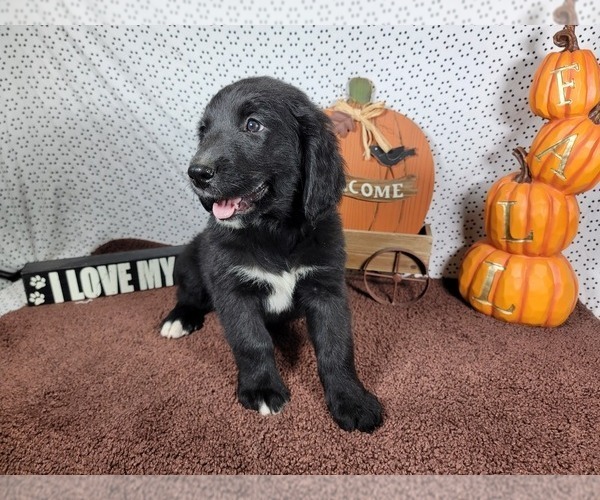 Medium Photo #4 Golden Mountain Dog Puppy For Sale in BLACK FOREST, CO, USA
