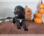 Small #3 Golden Mountain Dog