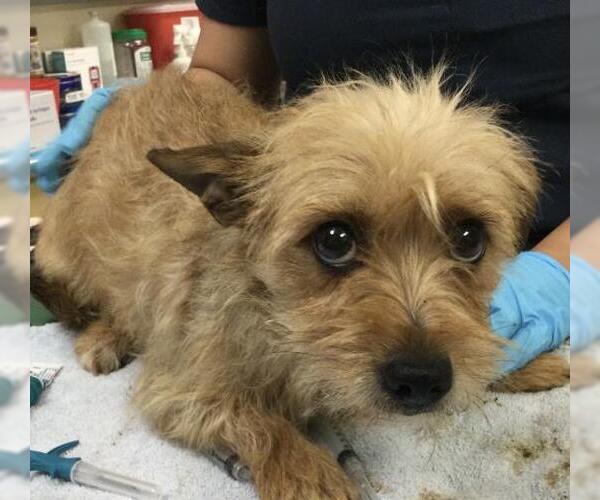 Medium Photo #1 Mutt Puppy For Sale in Riverside, CA, USA