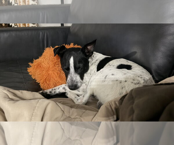 Medium Photo #2 Red Heeler-Unknown Mix Puppy For Sale in The Woodlands, TX, USA