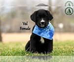 Puppy Val Bernese Mountain Dog-Labrador Retriever Mix