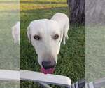 Small #1 Labrador Retriever Mix