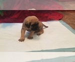 Small Photo #12 Mastiff Puppy For Sale in FULTON, NY, USA