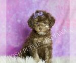 Small #6 Poodle (Miniature)