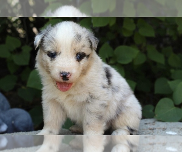 Medium Photo #5 Australian Shepherd Puppy For Sale in ACTON, CA, USA