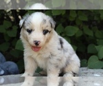 Small #4 Australian Shepherd