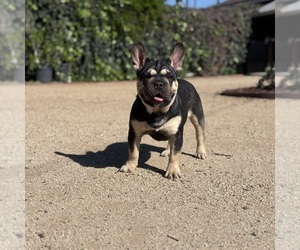 French Bulldog Puppy for sale in POMONA, CA, USA