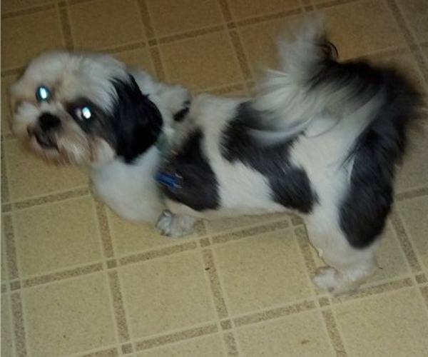 Medium Photo #1 Shih Tzu Puppy For Sale in SAINT CHARLES, MO, USA