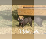 Small Photo #1 French Bulldog Puppy For Sale in SMYRNA, TN, USA