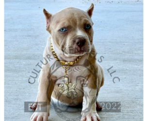 Medium American Bully