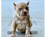 Puppy Purple Collar American Bully