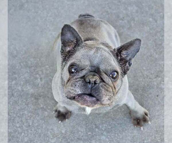 Medium Photo #2 French Bulldog Puppy For Sale in Lakewood, CO, USA