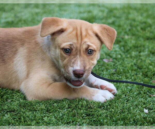 Medium Photo #1 Siberian Husky-Unknown Mix Puppy For Sale in San Diego, CA, USA
