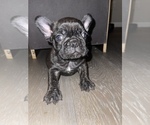 Small Photo #1 French Bulldog Puppy For Sale in GREENSBORO, NC, USA