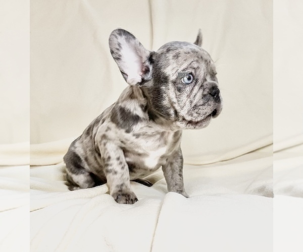Medium Photo #4 French Bulldog Puppy For Sale in STATEN ISLAND, NY, USA