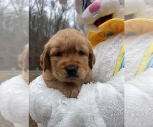 Golden Retriever Puppy for sale in NEOLA, WV, USA