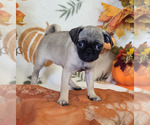 Litter of 3 - Male(s) and Female(s) PugLitter of Puppies for Sale - Photo #4