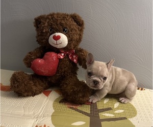 Medium French Bulldog