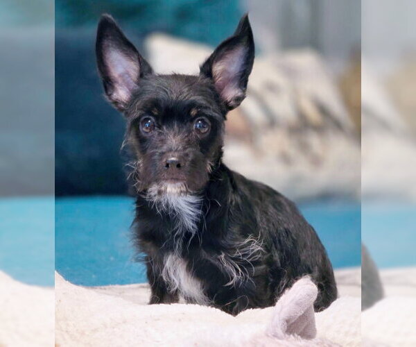 Medium Photo #6 Dachshund-Miniature Schnauzer Mix Puppy For Sale in Chino Hills, CA, USA