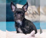 Small #5 Dachshund-Miniature Schnauzer Mix