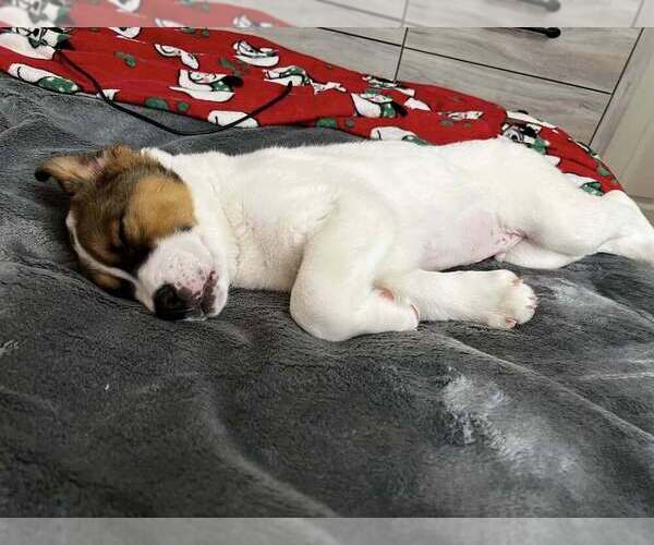 Medium Photo #8 Border Collie-Unknown Mix Puppy For Sale in New York, NY, USA