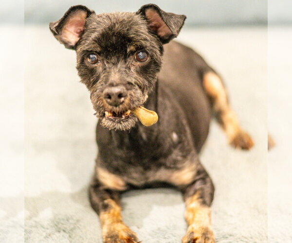 Medium Photo #1 Maltese-Unknown Mix Puppy For Sale in Hilton Head, SC, USA