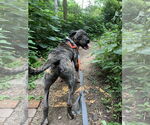 Small #6 Mastiff-Staffordshire Bull Terrier Mix