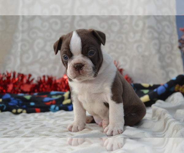 Medium Photo #10 Boston Terrier Puppy For Sale in GREENWOOD, WI, USA