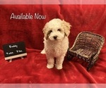 Small Photo #2 Poochon Puppy For Sale in AUBURN, MA, USA