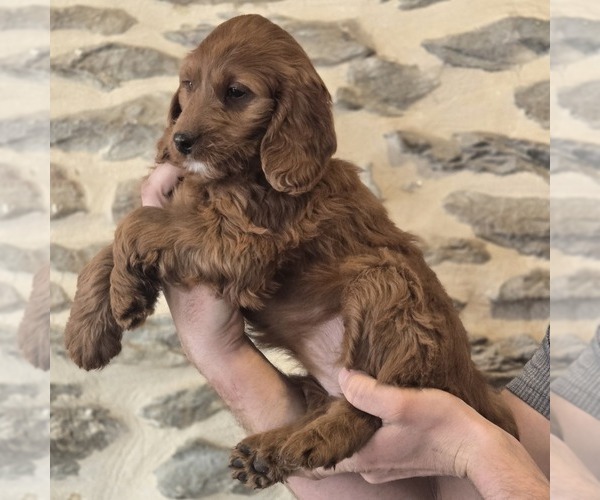 Medium Photo #2 Irish Doodle (Miniature) Puppy For Sale in NEW HOLLAND, PA, USA