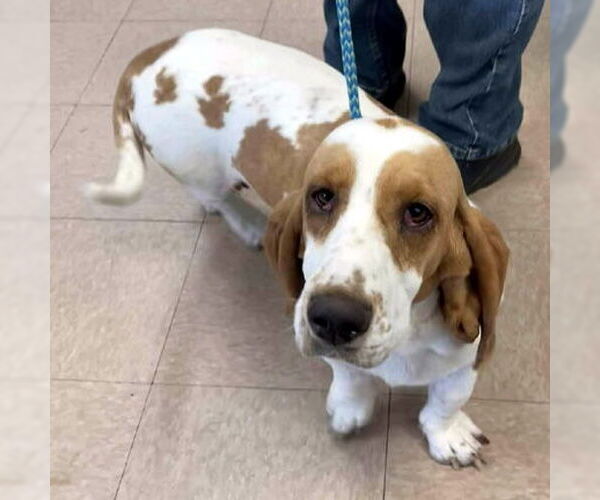 Medium Photo #3 Basset Hound Puppy For Sale in Deepwater, NJ, USA