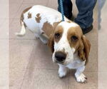 Small #2 Basset Hound