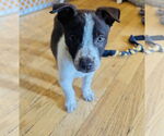 Small #2 Huskies -Labrador Retriever Mix