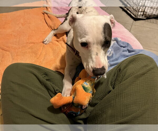 Medium Photo #7 Staffordshire Bull Terrier-Unknown Mix Puppy For Sale in The Woodlands, TX, USA