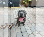 COURTESY POST: Rocky - Female Mutt Dog for Adoption - Small photo