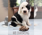 Puppy Mr Charming Sheepadoodle